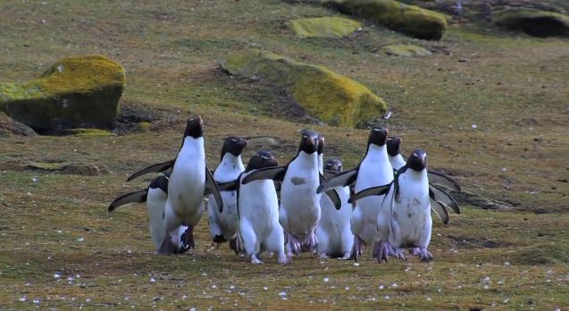 ΒΙΝΤΕΟ-Οι γκαφατζήδες πιγκουίνοι