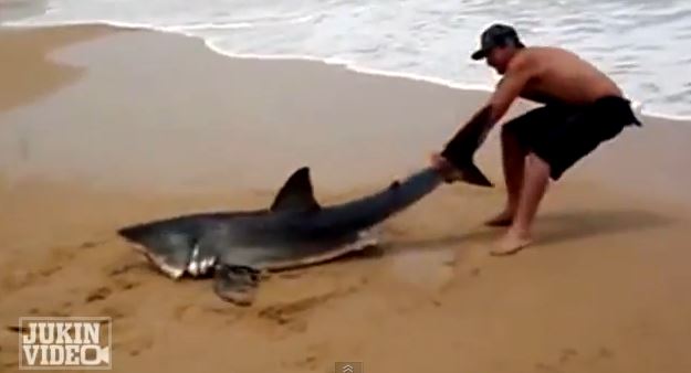 ΒΙΝΤΕΟ-Έσωσε καρχαρία από βέβαιο θάνατο