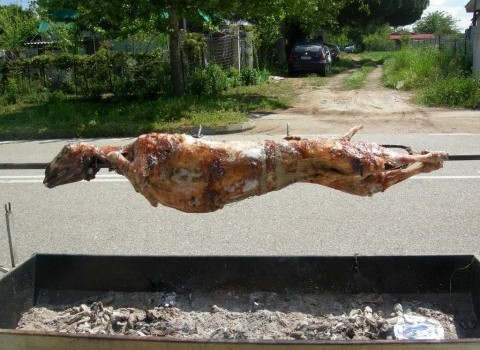 Το αρνί… θέλει τον τρόπο του