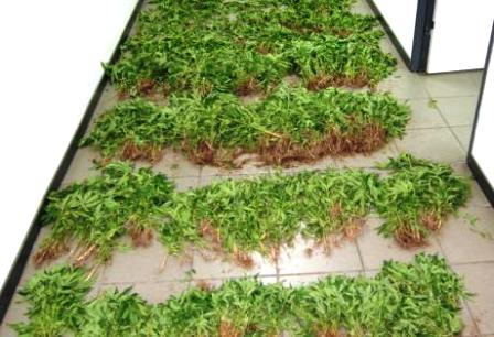 Καλλιεργούσε χασίς μέσα στη ΔΕΗ