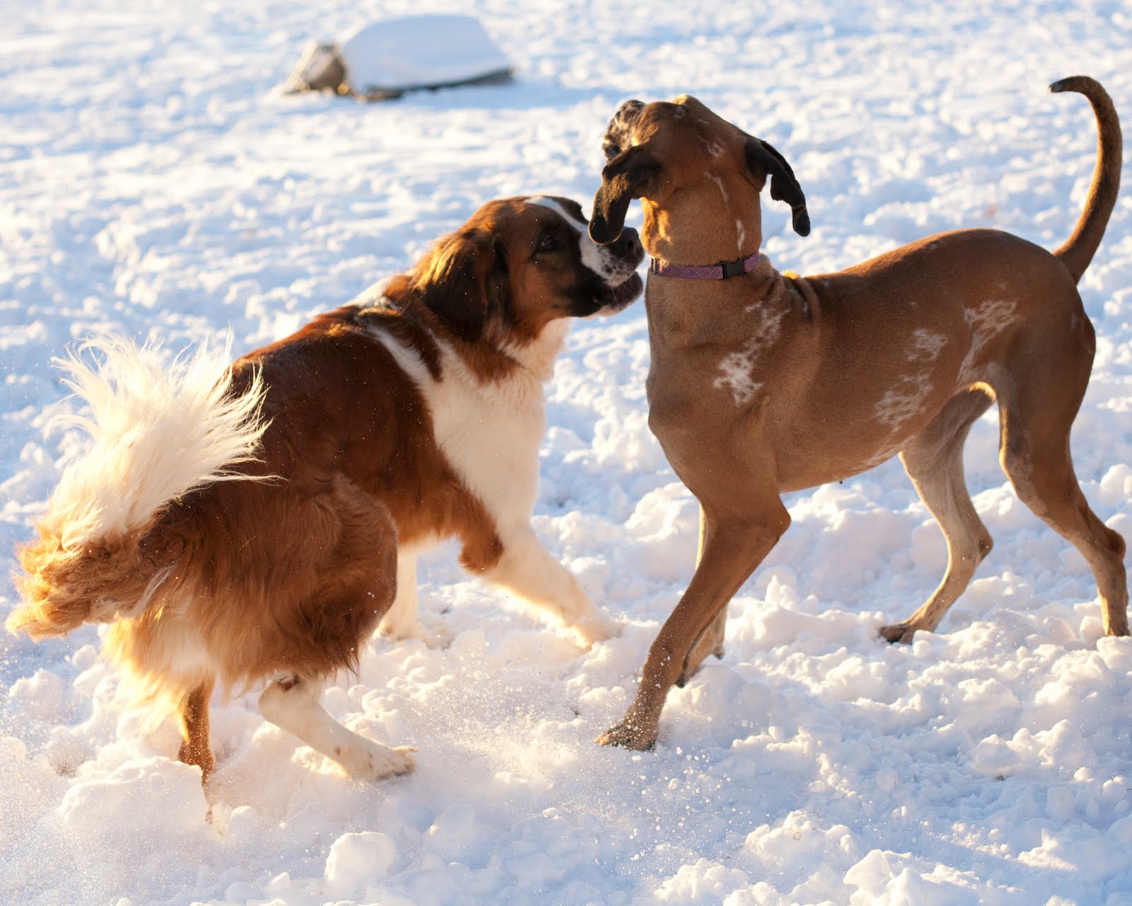 Πως περπατούν οι σκύλοι στο χιόνι;