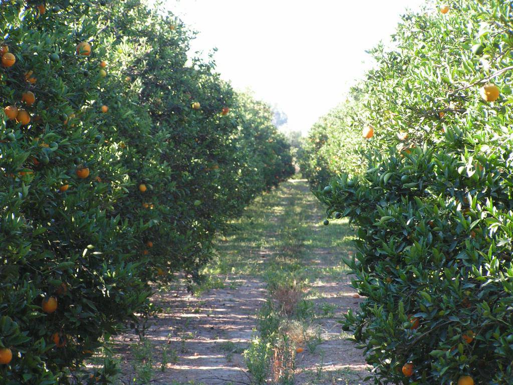 Τον βρήκαν νεκρό στον πορτοκαλεώνα