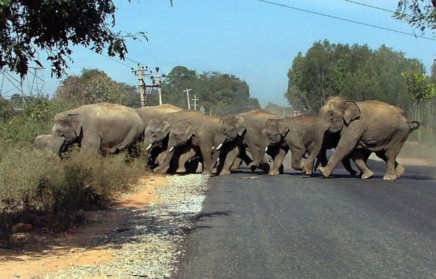 Ινδία:Τρένο συγκρούστηκε με ελέφαντες