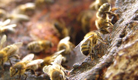 Κροατικές μέλισσες ανιχνεύουν… νάρκες