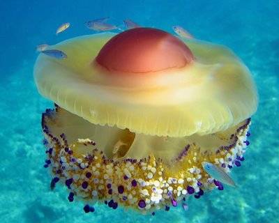 ΟΗΕ: Φάτε μέδουσες για να σωθούν τα ψάρια