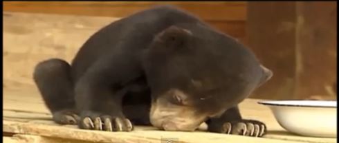 ΒΙΝΤΕΟ-Νυσταγμένα …ζώα