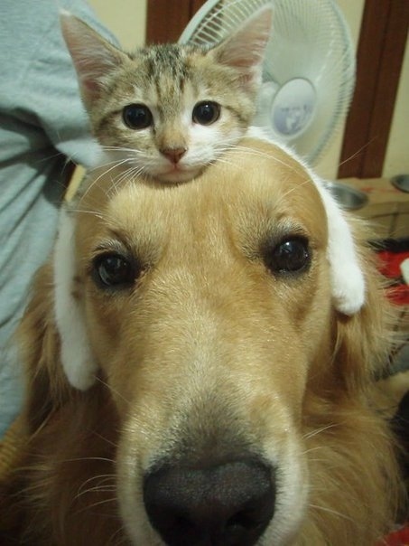 Φίλοι σαν… τον σκύλο και τη γάτα