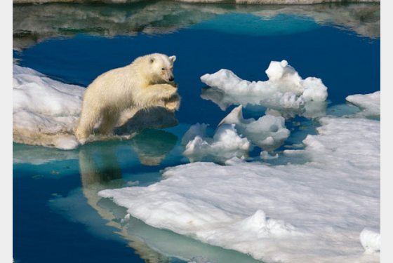Αν θες δουλειά, έλα να φοβίζεις τις αρκούδες
