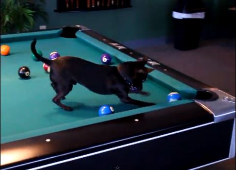 ΒΙΝΤΕΟ-Τσιουάουα παίζει μπιλιάρδο