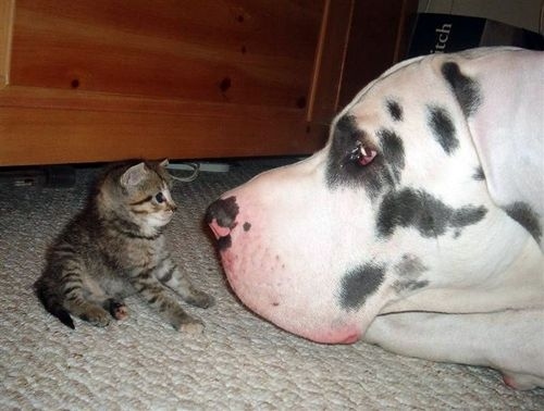 ΦΩΤΟ- Γάτες και σκύλοι γίνονται φίλοι!