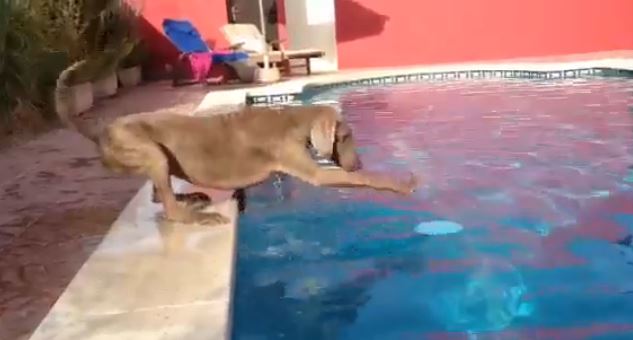 ΒΙΝΤΕΟ-Ο «έξυπνος» σκύλος