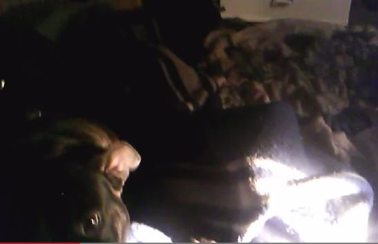 ΒΙΝΤΕΟ-Πιτ μπουλ παίζει κιθάρα και…τραγουδάει