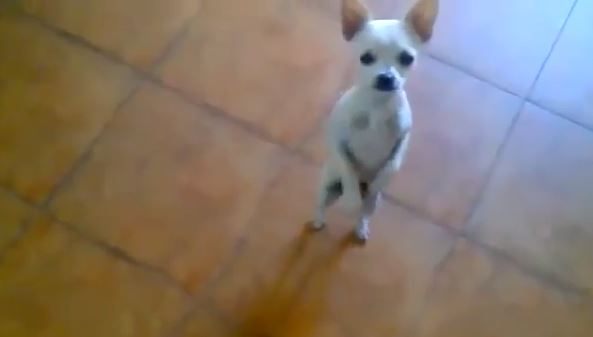 ΒΙΝΤΕΟ-Τσιουάουα χορεύει φλαμένκο