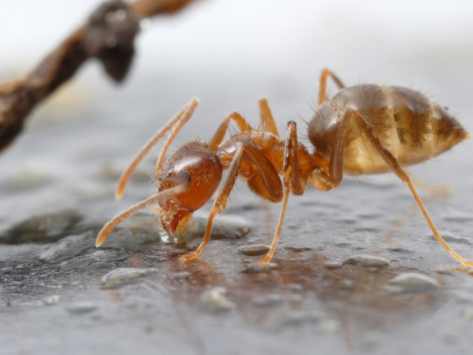 Τα «τρελά μυρμήγκια» των ΗΠΑ