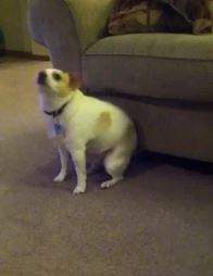 ΒΙΝΤΕΟ- Σκύλος χορεύει… Eminem!