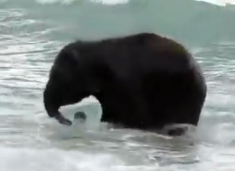 ΒΙΝΤΕΟ-Ελεφαντάκι «παίζει» στη θάλασσα