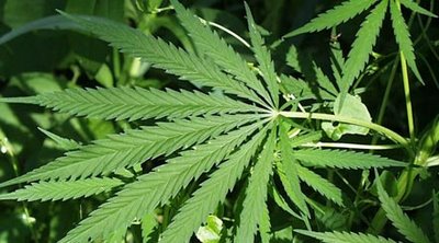 Kαλλιεργούσαν χασίς στη Μάνη