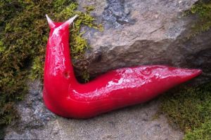 Ανακαλύφθηκε γιγάντιος γυμνοσάλιαγκας