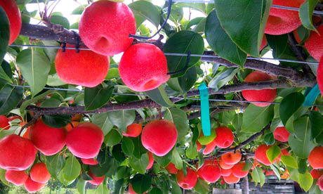 Αχλαδόμηλο: Ένα παράξενο φρούτο