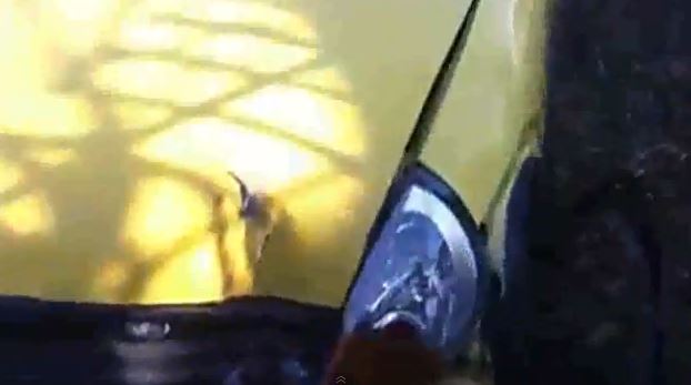 ΒΙΝΤΕΟ-Σταμάτησε στο…δέντρο