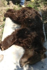 Τροχαίο με αρκούδα στην Εγνατία