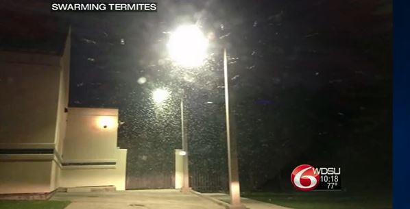 ΒΙΝΤΕΟ-Επιδρομή από τερμίτες