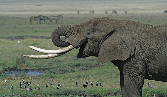 Λαθροθηρία ελεφάντων με «βαρύ οπλισμό»