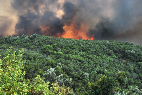 Υπό έλεγχο η πυρκαγιά στη Μαγνησία