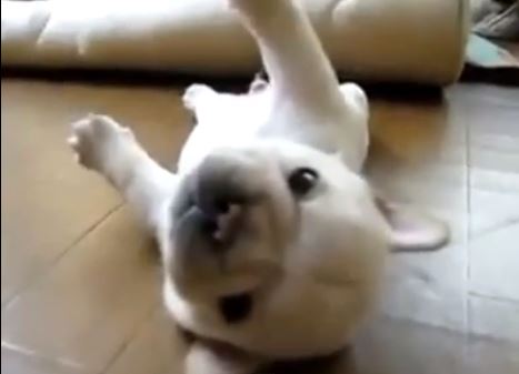 ΒΙΝΤΕΟ-Κουτάβι προσπαθεί να σηκωθεί