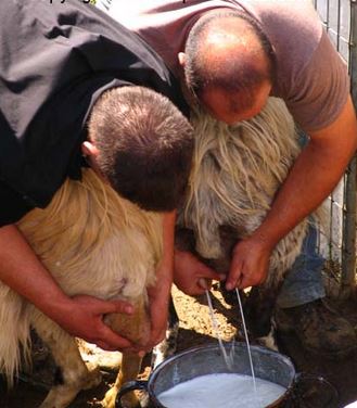 Χανιά-Το έθιμο της ευλογίας των προβάτων