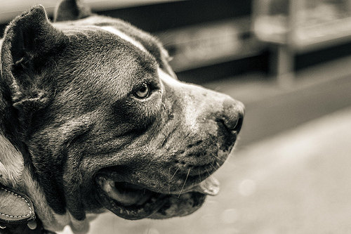 ΗΠΑ:Ιδιοκτήτης πίτμπουλ κατηγορείται για φόνο