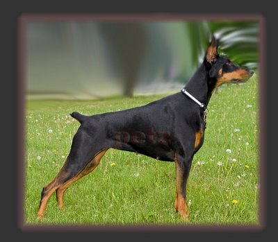 Ο ρατσιστής και το ντόμπερμαν