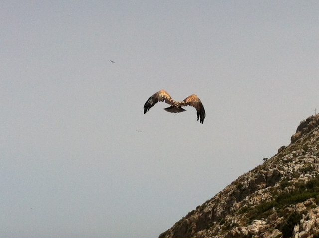 ΦΩΤΟ-Οι γύπες άνοιξαν τα φτερά τους