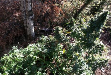 Εντοπίστηκε χασισοφυτεία στη Μάνη