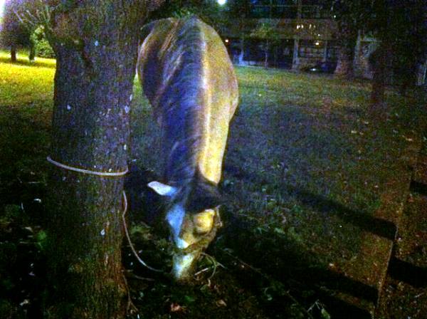 Άλογο 700.000 ετών στον Καναδά