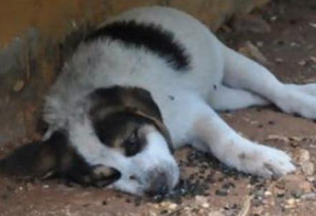 Δηλητηρίασαν 12 σκυλιά