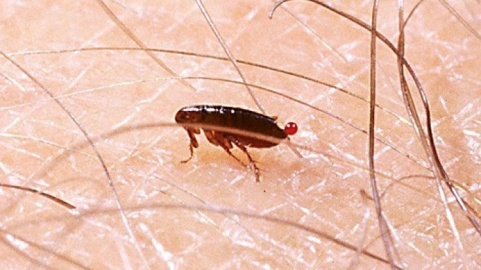 Μαζική επίθεση από ψύλλους