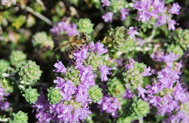 Το θυμάρι καταπολεμά την ακμή