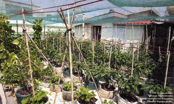 Λαχανόκηποι σε ταράτσες και μπαλκόνια