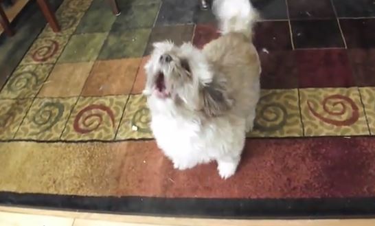 ΒΙΝΤΕΟ-Ο σκύλος που δεν γαβγίζει