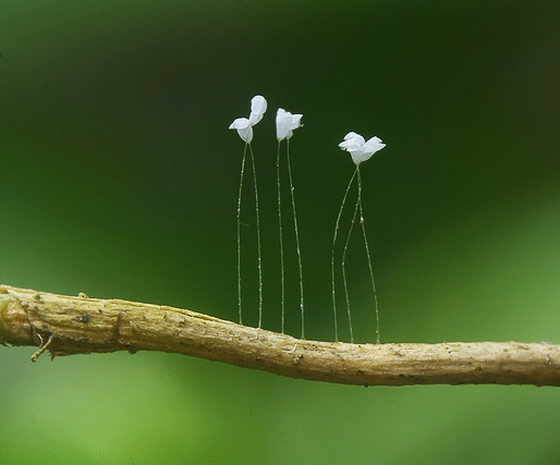 ΦΩΤΟ-Το «θεόσταλτο» λουλούδι