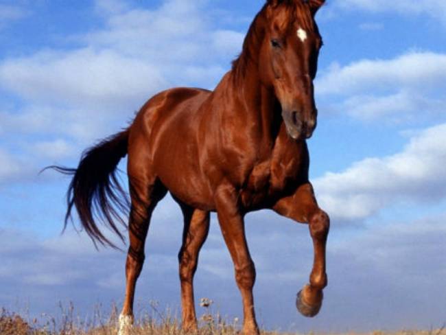 Μοιραία σύγκρουση με άλογο