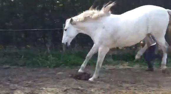 BINTEO-Το άλογο… εκδικήθηκε