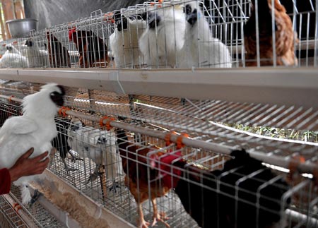 Κίνα: 43 νεκροί από φωτιά σε πτηνοτροφείο