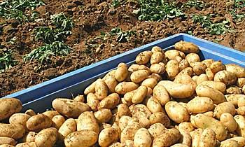 Κλέφτες… πατατών !