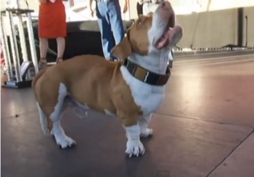 ΒΙΝΤΕΟ- Ο ασχημότερος σκύλος