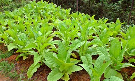 Στην καλλιέργεια καπνού στρέφονται άνεργοι νέοι