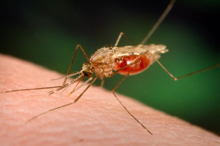 Υπαρκτός ο κίνδυνος ελονοσίας σε Ξάνθη και Έβρο