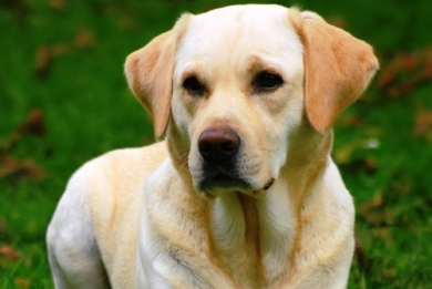 Άφησαν το σκυλί να πεθάνει