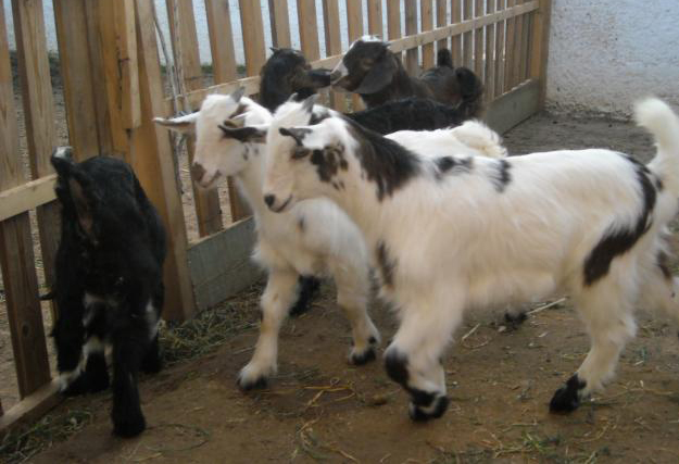 Συνεχίζονται οι ζωοκλοπές